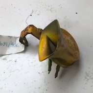 Horn